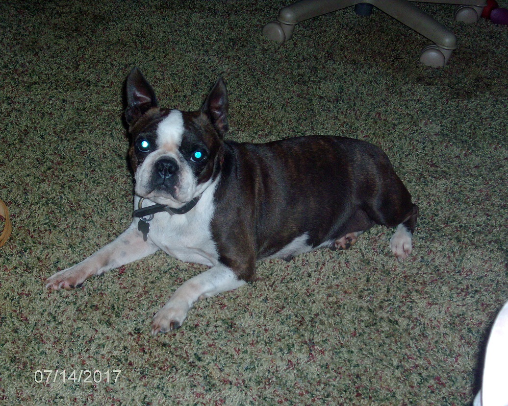 Boston Terrier Dog Breeders West Virginia