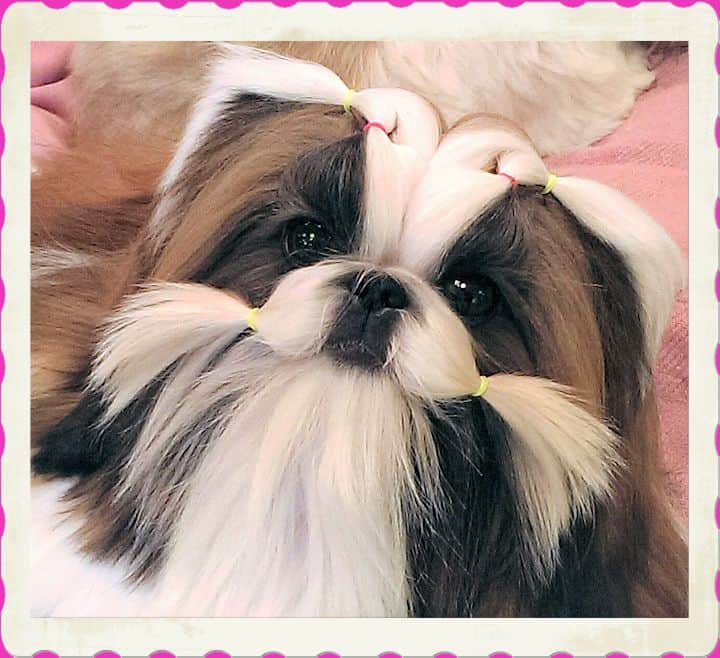 Shih Tzu Dog Breeders Websites