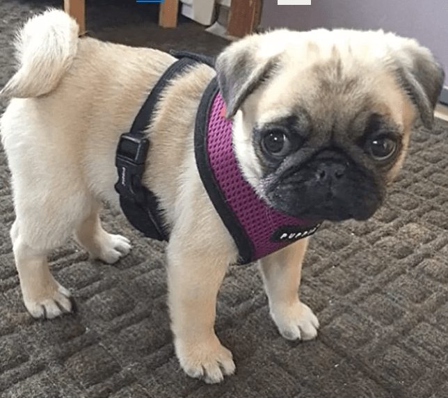 Pug Puppies Oklahoma View Ad Pug Puppy For Sale Near Oklahoma Talala