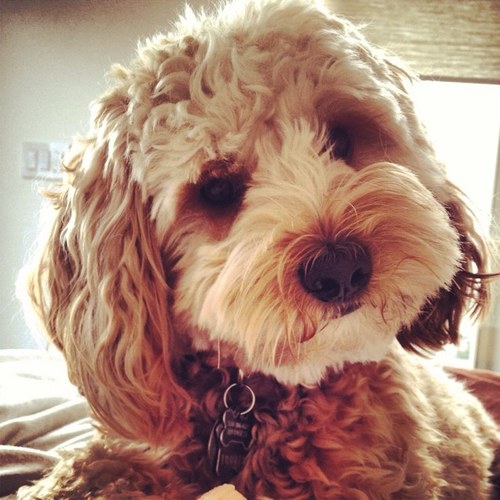 Ten of the Most Popular Dogs in Social Media