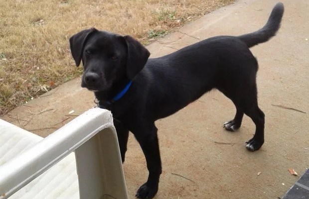Lance the Mixed Beagle and Lab Troublemaker!