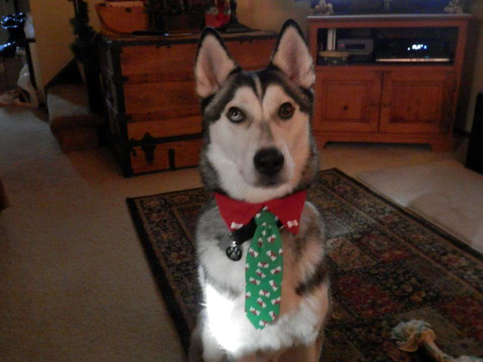 Ten Ways You Can Dress up Your Dog for Holidays