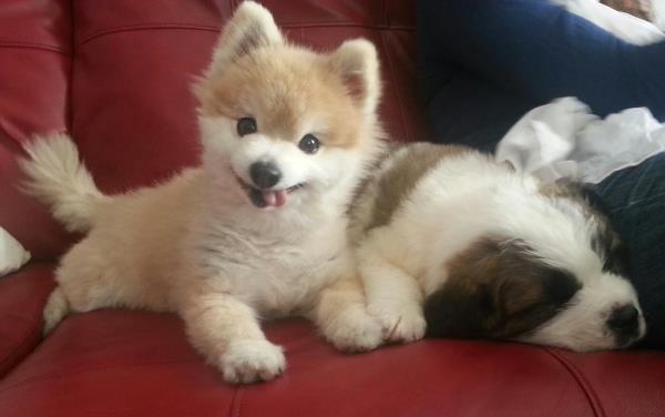 240 Best Baby Puppies ideas puppies, dogs and puppies, cute.