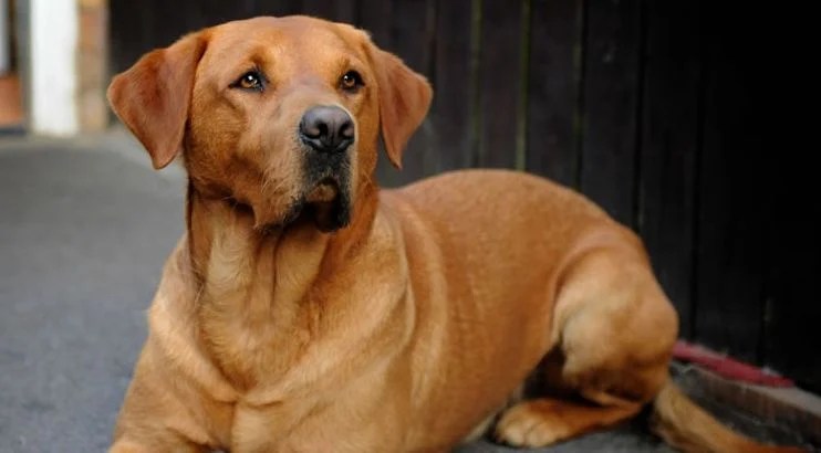 red lab dog