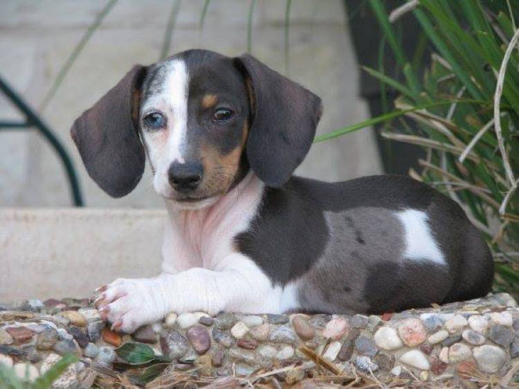 What are the Coat Patterns of the Dapple Dachschund?
