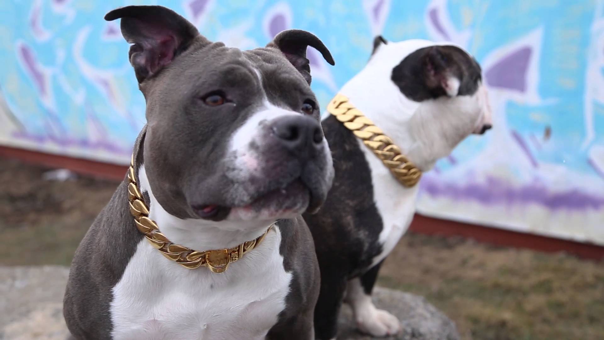 Five Solid Collar Choices for Pit Bulls > Puppy Toob