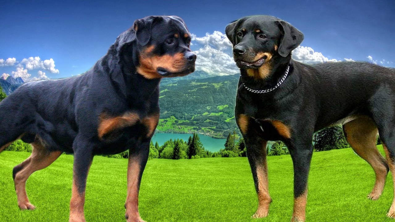 Seven Things You didn't Know about the German Rottweiler