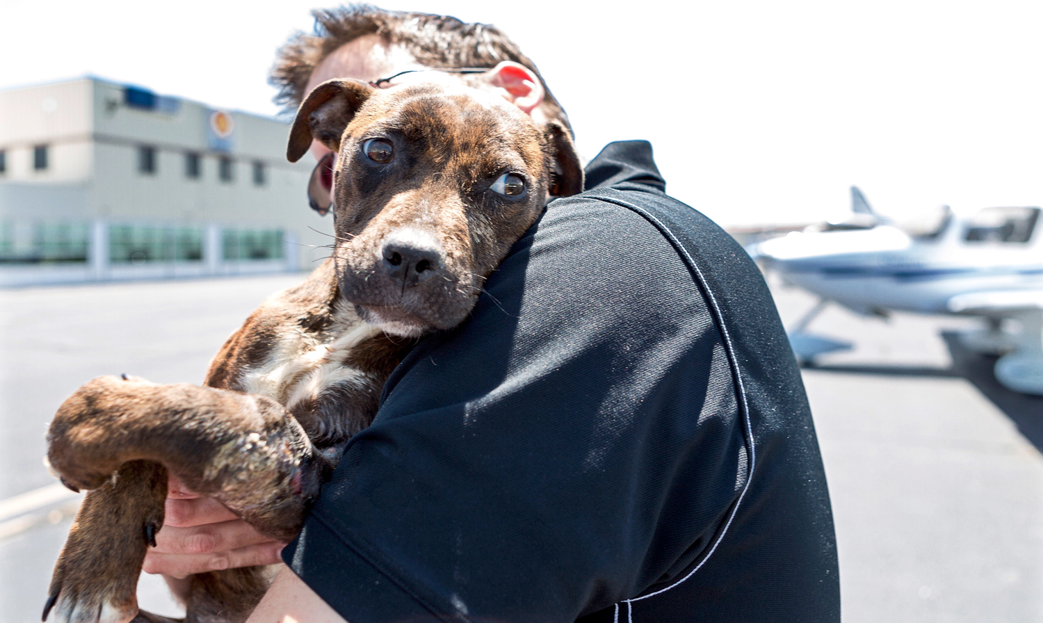 on the way home dog rescue