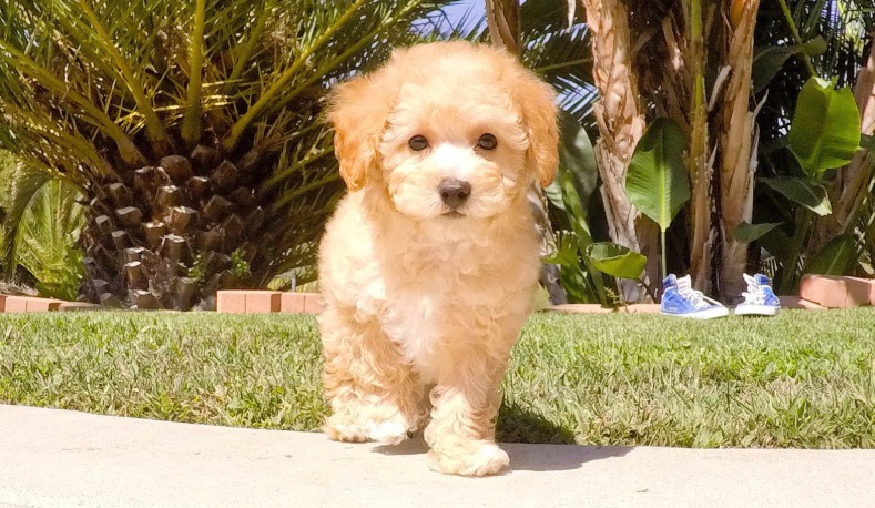 10 Things You Didn't Know About the Cavapoo