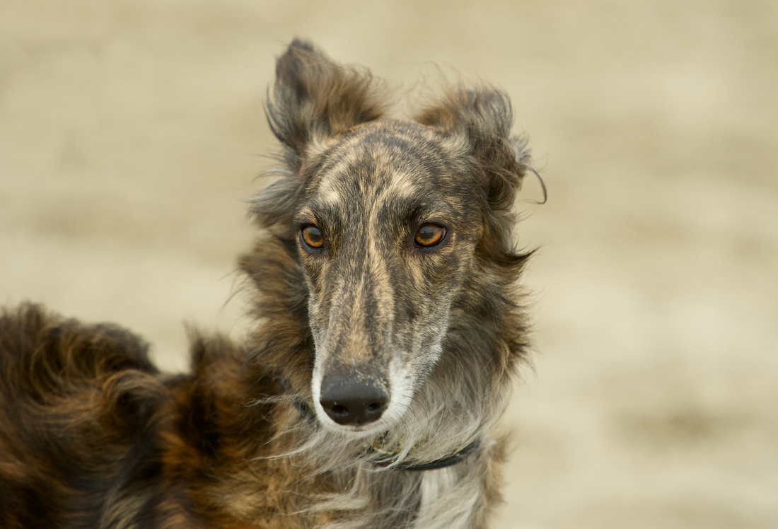 10 Things You Didn T Know About The Silken Windhound