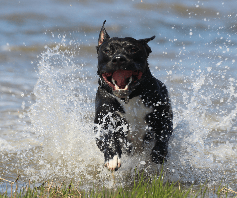 At What Age Do American Staffies Stop Growing