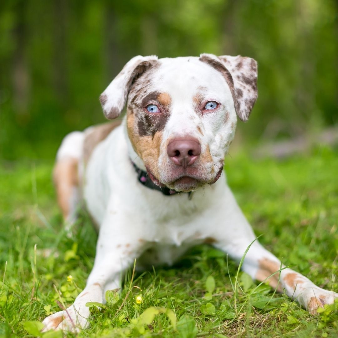 Catahoula Leopard Dog Size Chart: How Big Do Catahoula Leopard Dogs Get?