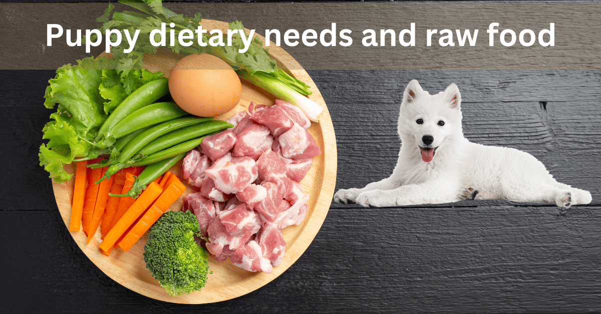 10 reasons to Choose Alternatives to Raw Food for Puppies Pupsfood