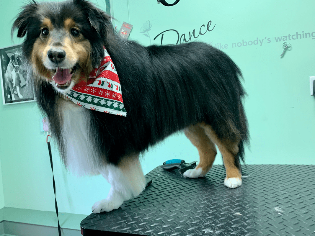 Gallery Pups in Bubbles Pet Spa