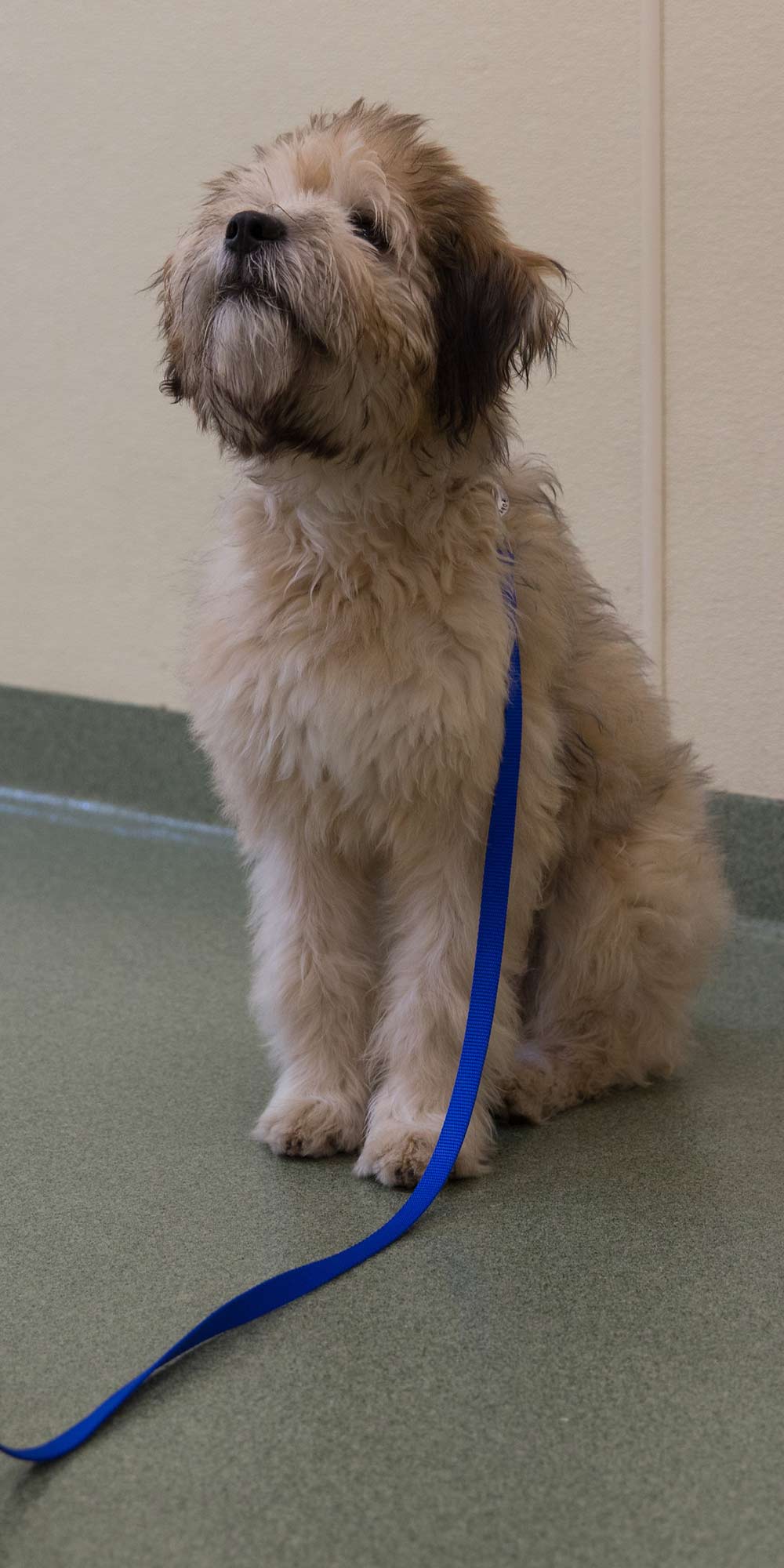 Group Classes PUPS Pet Club