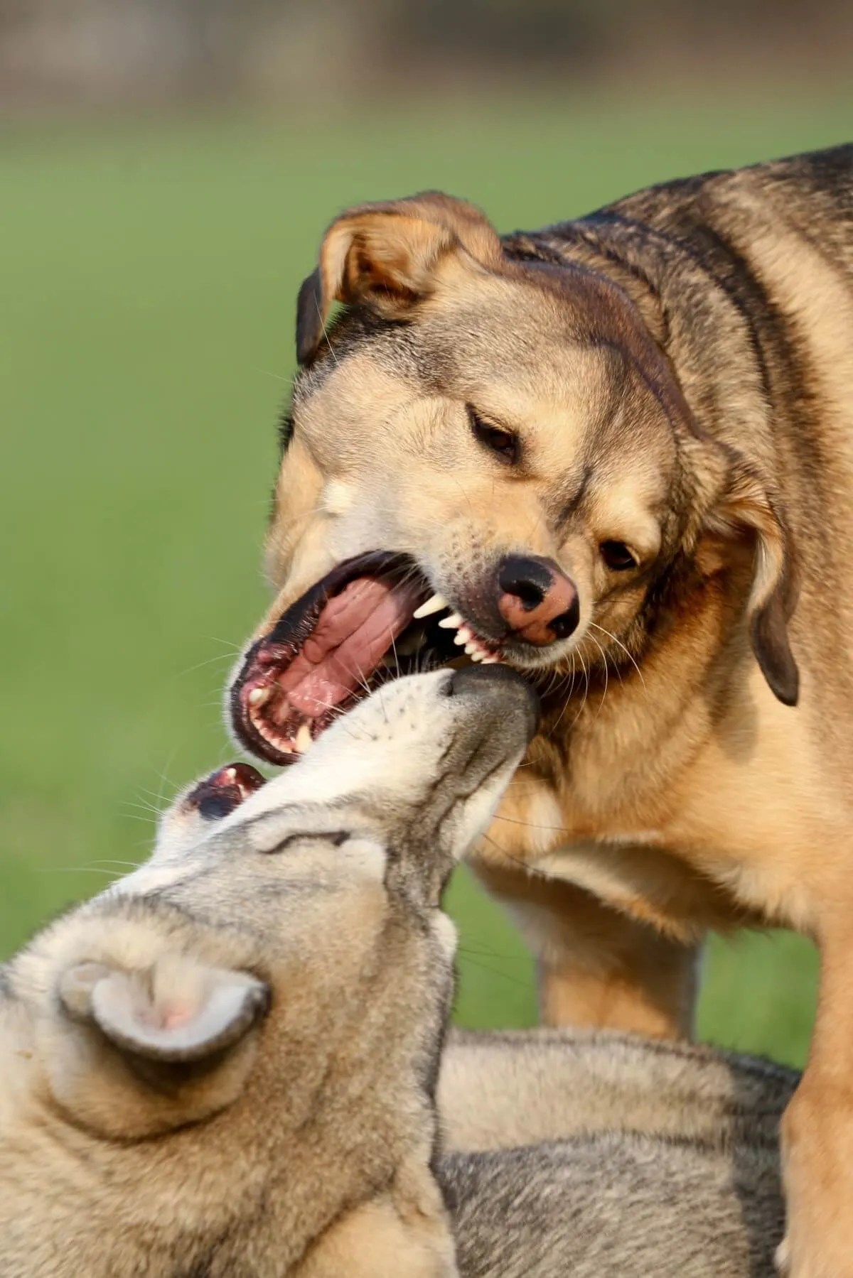 How To Stop Aggression Between Two Dogs Pupster Passion