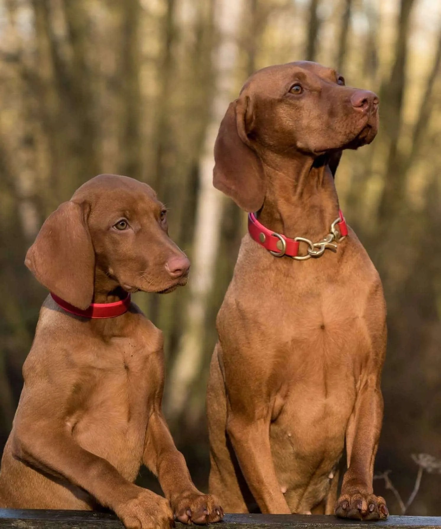 Learn How To Introduce Two Dogs Safely Pupster Passion