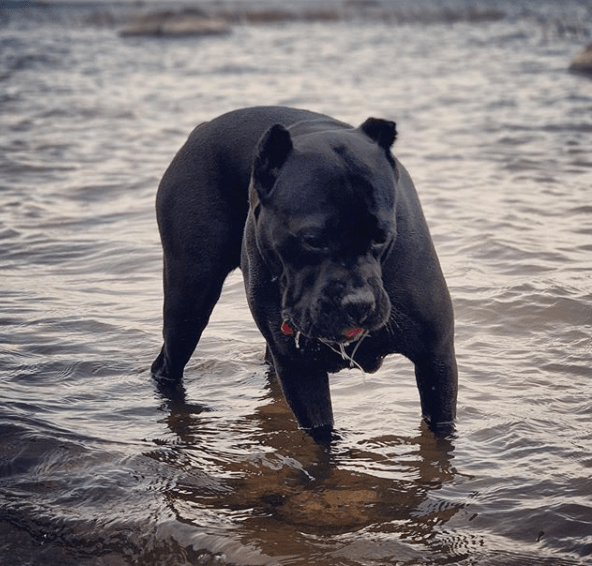 50+ Fantastic Male Cane Corso Dog Names PupsToday