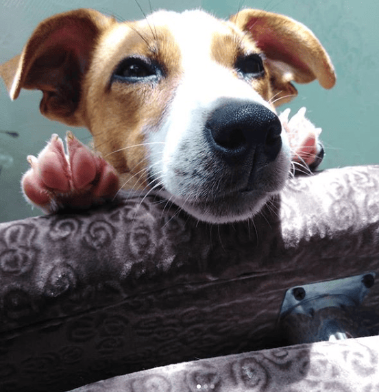 120+ Majestic Jack Russell Dog Names PupsToday