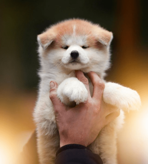 130+ Popular Akita Inu Dog Names PupsToday