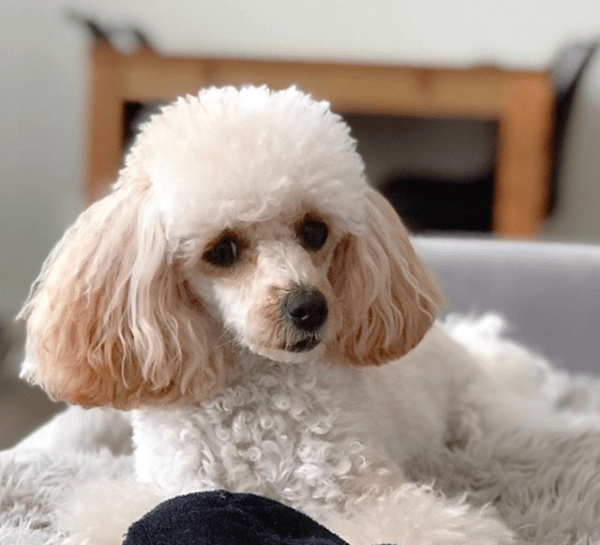 70+ Cute Poodle Dog Names PupsToday