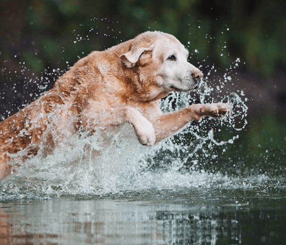 50+ Water Dog Names With Meanings PupsToday