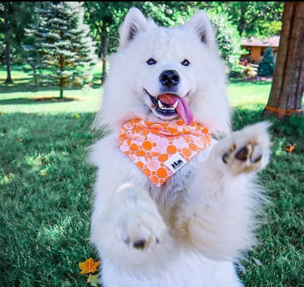 70+ Fluffy Samoyed Dog Names PupsToday