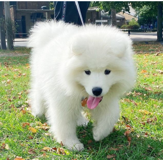 300+ Unique Samoyed Female Dog Names PupsToday