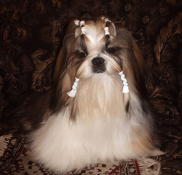 50+ Beautiful Female Shih Tzu Dog Names PupsToday