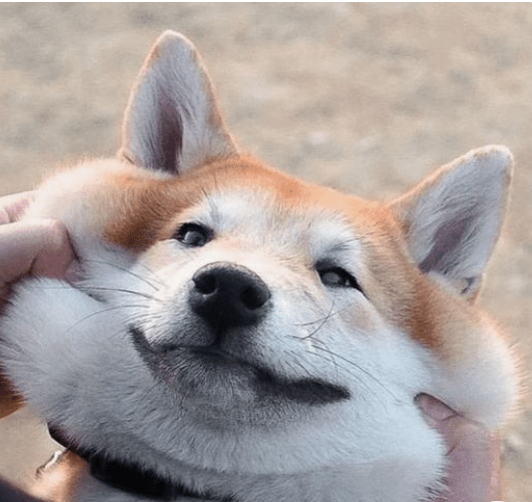 Shiba Inu hit investors and. Google Trends Publish0x