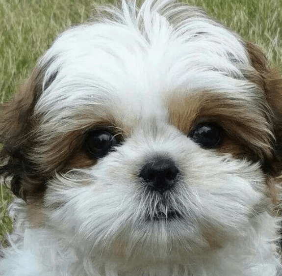 30+ Perfect Red/White Shih Tzu Dog Names PupsToday