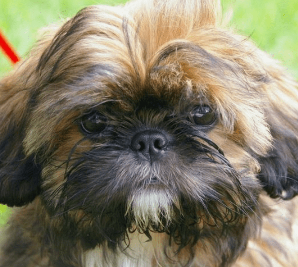 25+ Ideal Brown/Black ShihTzu Dog Names PupsToday