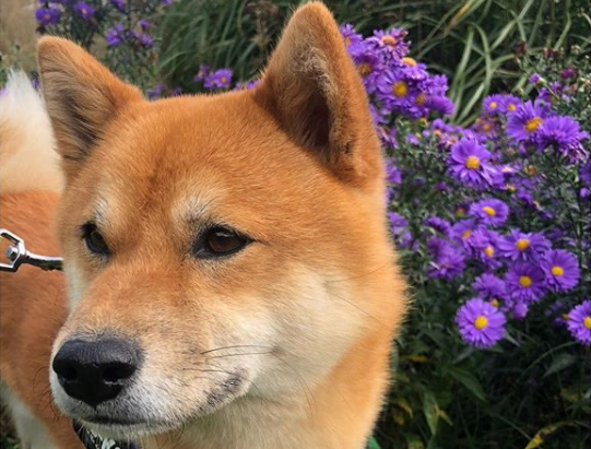Shiba Inu coin Google Trends