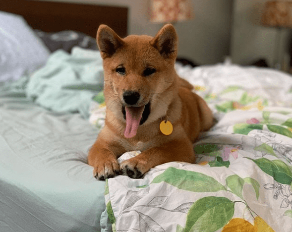Why is Shiba Inu Trending in Google Trends on October, 05