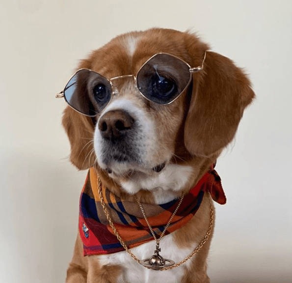 30+ Cool Rapper Dog Names With Meanings PupsToday
