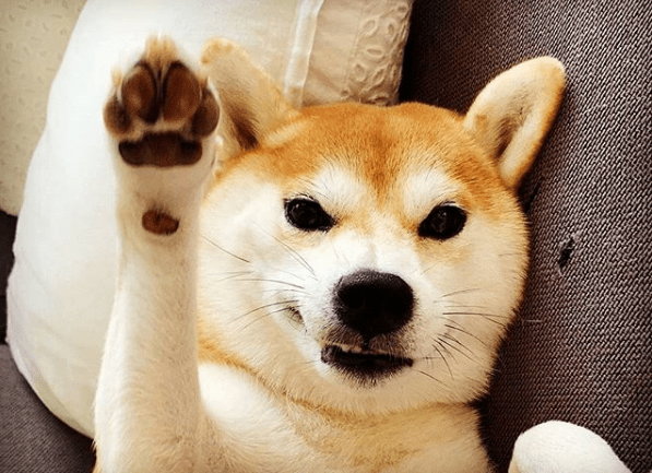 how to buy Shiba Inu Google Trends