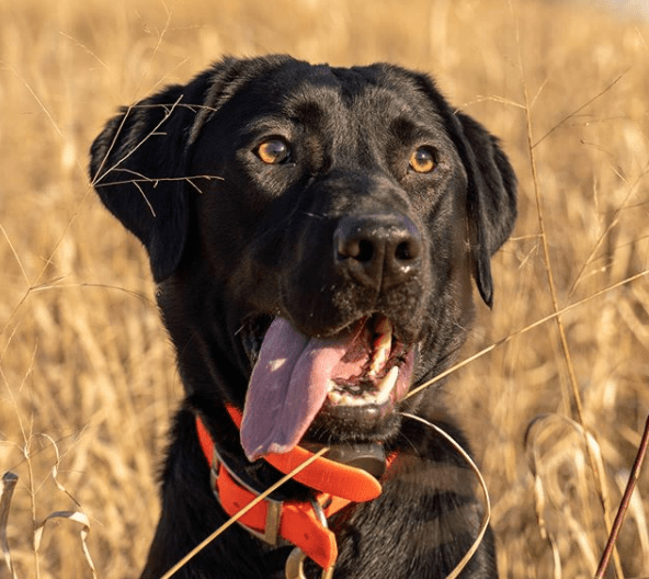100+ Pheasant Hunting Dog Names PupsToday