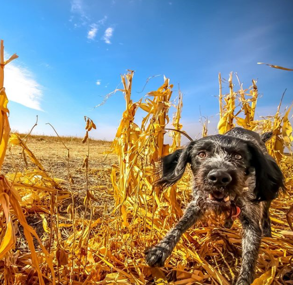 100+ Pheasant Hunting Dog Names PupsToday