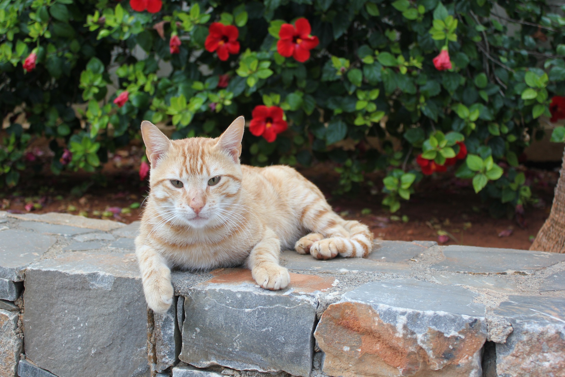 Top 45+ Best Male Cat Names Inspired by Greek Mythology