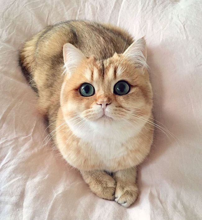 101 Beautiful Girl Cat Names PupsToday