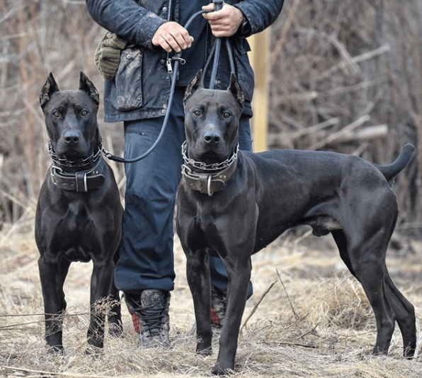 70+ Warrior Dog Names. Female And Male Dog Names PupsToday