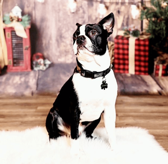55+ Magical Christmas Boston Terrier Dog Names PupsToday