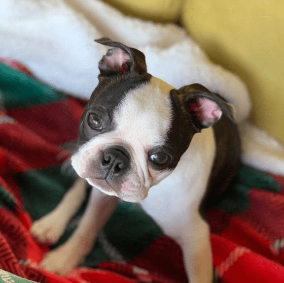 25+ Unique Christmas Boston Terrier Dog Names PupsToday