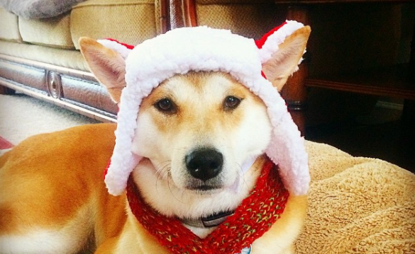 how to buy Shiba Inu Google Trends