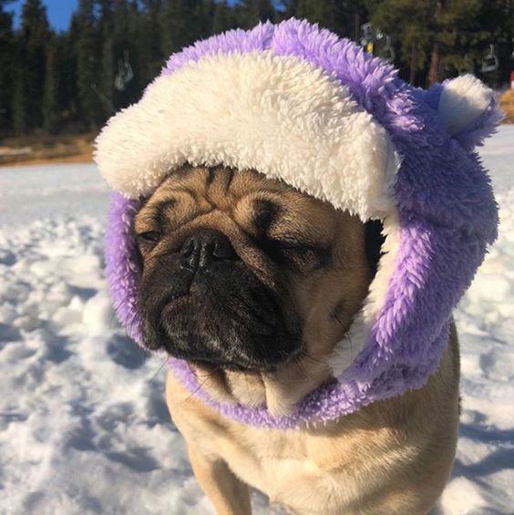 50+ Game of Thrones Inspired Pug Dog Names PupsToday
