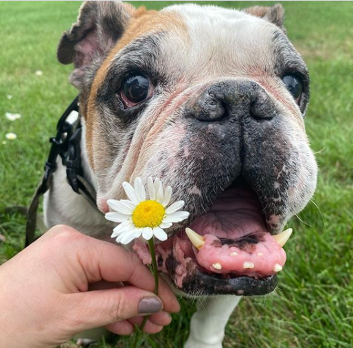 150+ Beautiful English Bulldog Names. Female And Male Names PupsToday