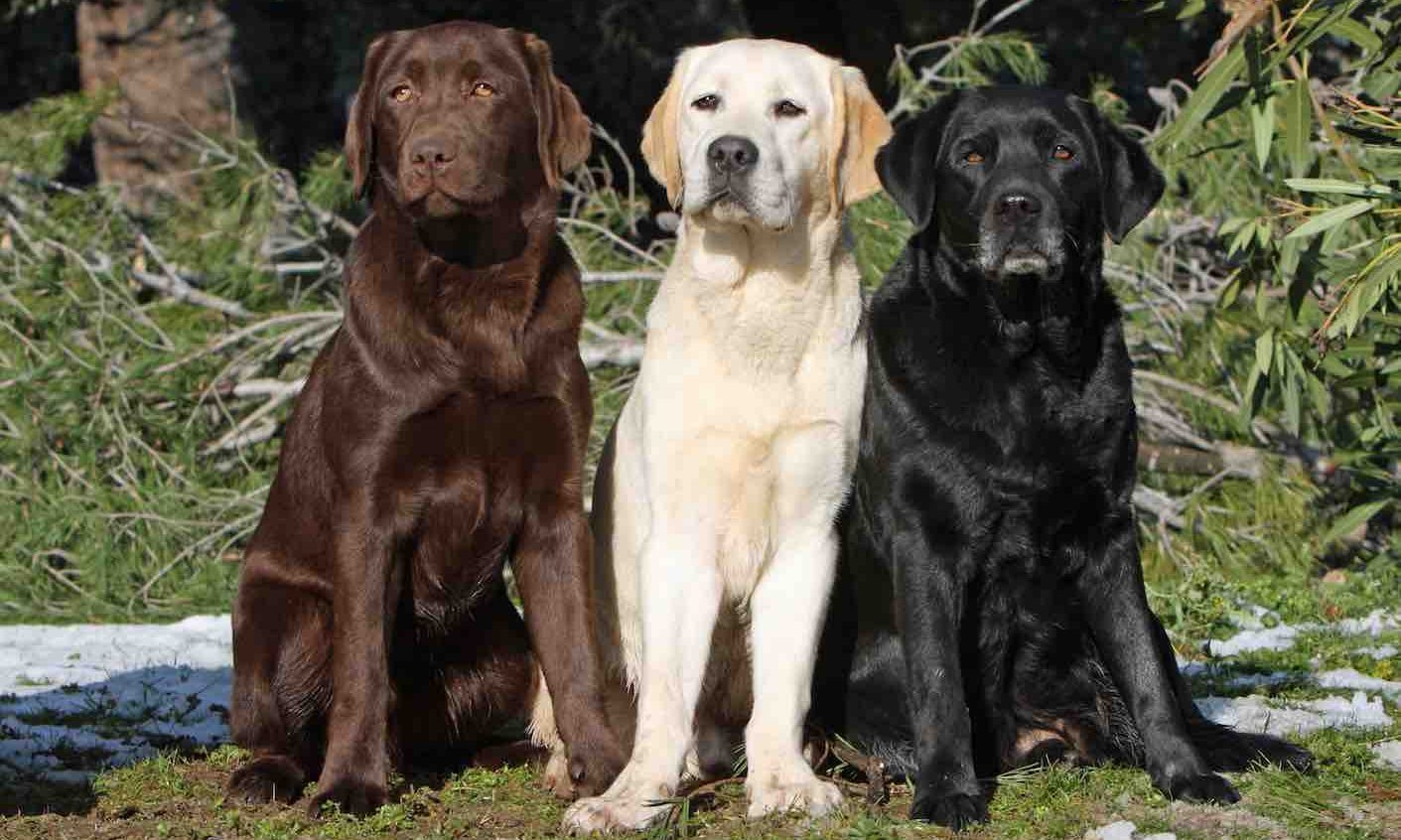 140 Beautiful Male Dog Names for Labrador Retrievers PupsToday