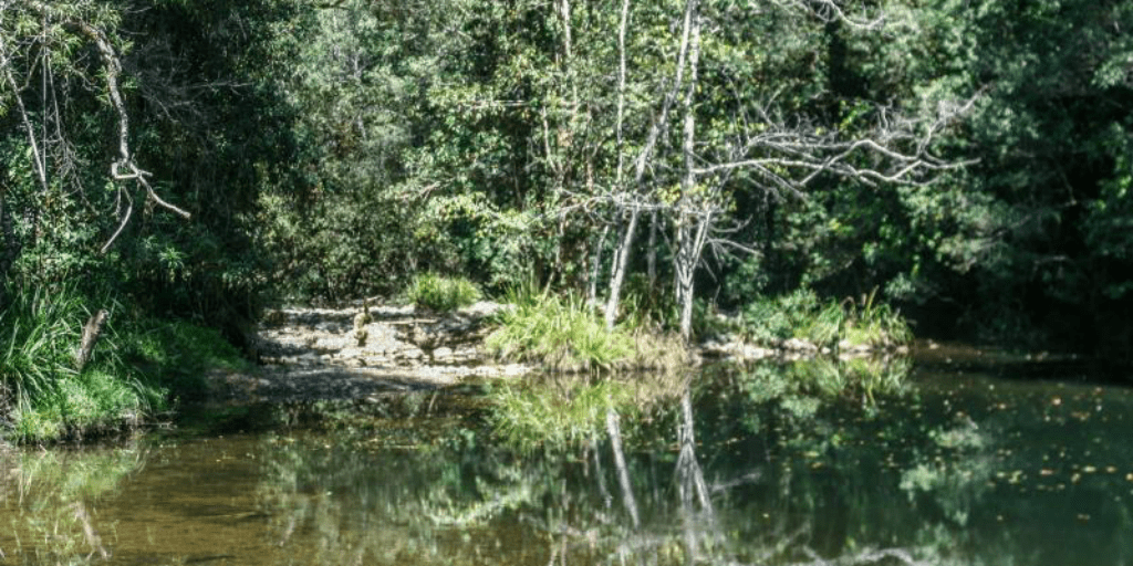 Top 15 Dog Friendly Camping Grounds in NSW Pupsy