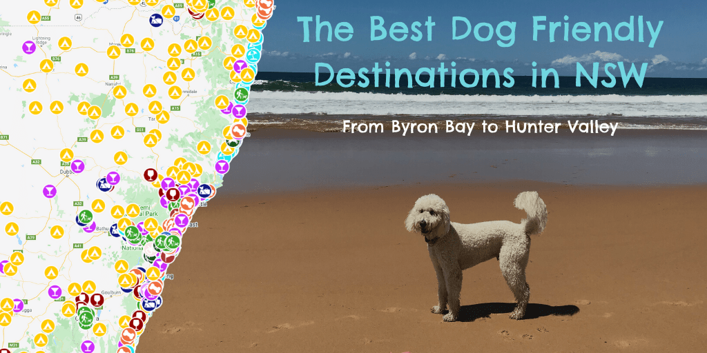 The Best Dog Friendly Travel Destinations in NSW Pupsy