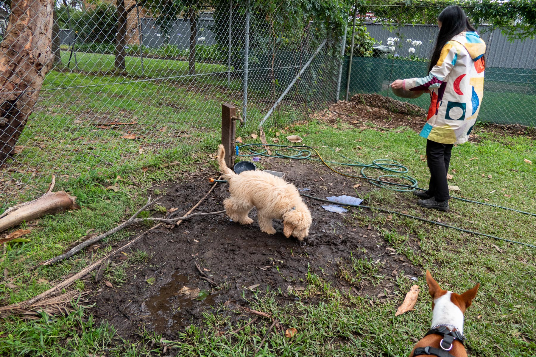 Helena Street Reserve 24h dog park in Kirrawee Pupsy